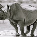 Виртуальное сафари по Африке через игровую платформу Great Rhino Deluxe